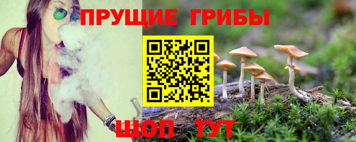 Галлюциногенные грибы Psilocybine cubensis Волгоград